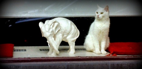 Katze, Elefant, Weiß, Schaufenster